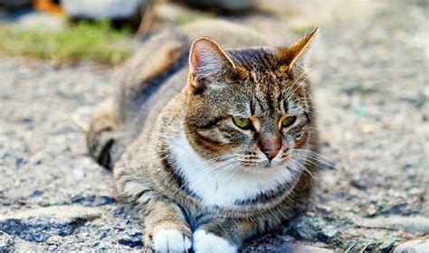 Katinas kelionės metu