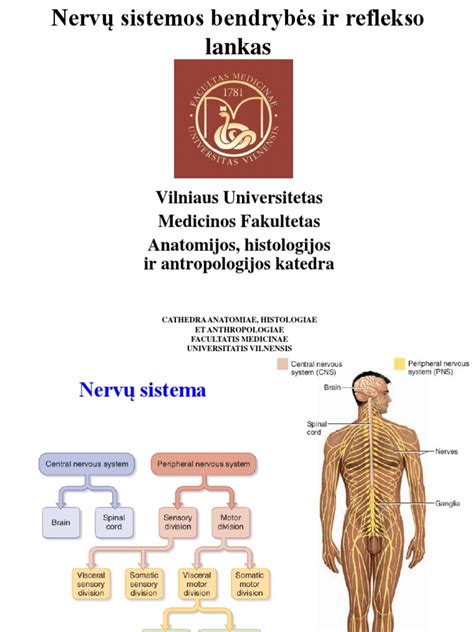 Scheminė nervų sistemos iliustracija