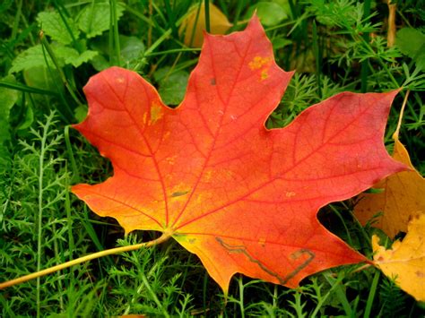 Vaizdinis paaiškinimas kaip atrodo ir kur klijuojamas klevo lapas