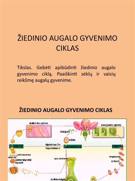 Scheminis alkaloidų atsiradimo ciklas augale