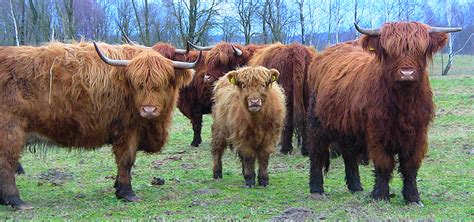 Hailendų galvijai ganosi pievoje