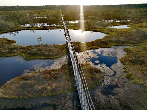 Oostvaardersplassen gamtos rezervatas su laukiniais arkliais