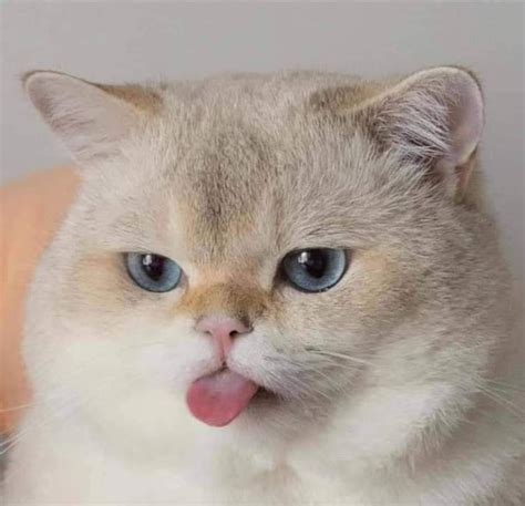 Vaizdas iš vidaus, rodantis variklio dangčio atidarymo svirtelę salone