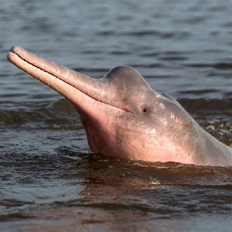 Amazonės delfinas Brazilijoje