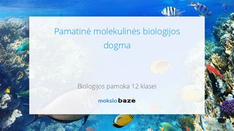 Biologijos pamokos tema: ląstelė