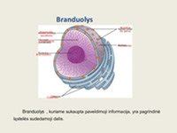 Amortizatoriaus vidinė struktūra