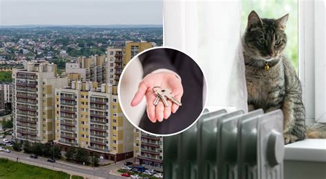 Infografika, lyginanti kotedžų, butų ir namų kainas skirtinguose Lietuvos miestuose