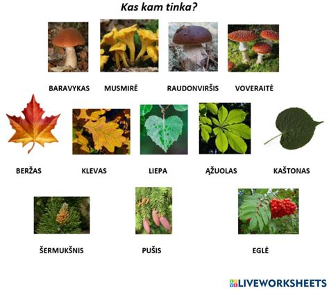 Parcelio lapai ir šaknis