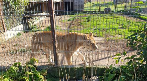 Gyvūnai Klaipėdos zoologijos sode