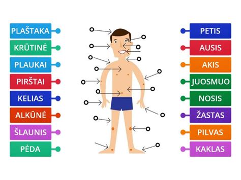 Schema, iliustruojanti sunkiojo kūno sužalojimo sudėtines dalis