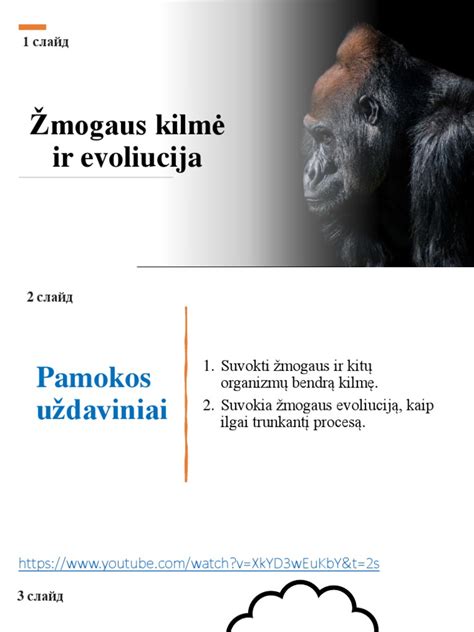 Istorija ir evoliucija padangų