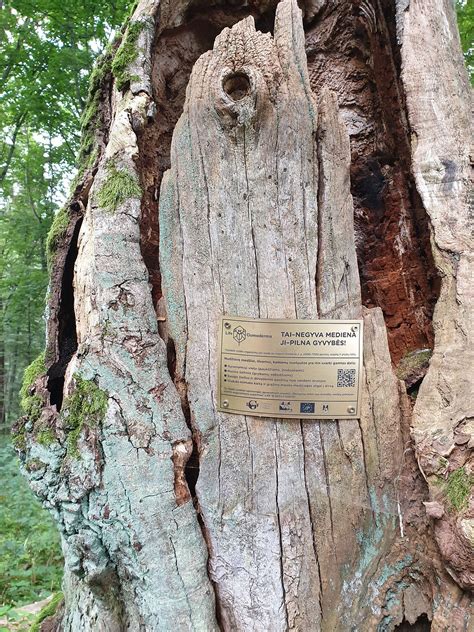 informacinė lentelė apie miško vagystes