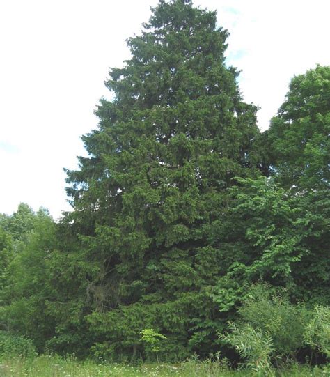 saugomų medžių rūšys