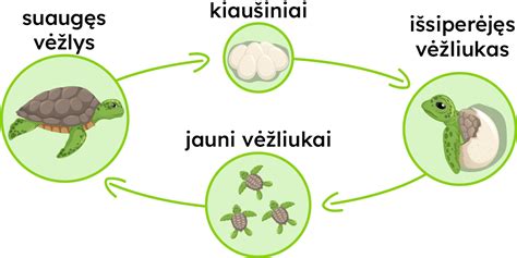 Infografika, vaizduojanti automobilio autopiloto technologijos vystymosi etapus.
