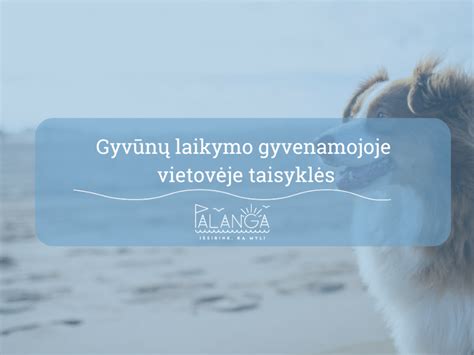 Infografika su baudų dydžiais už gyvūnų vedžiojimo taisyklių pažeidimus