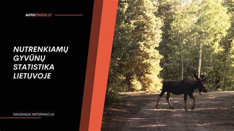 Statistika apie gyvūnų įkandimus Lietuvoje