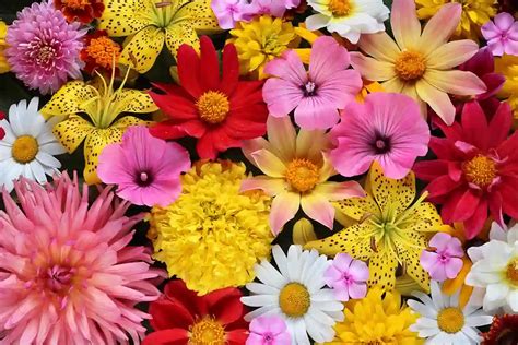 Nuotrauka, kurioje matyti lėktuvas barstantis gėles ant Baltijos kelio.