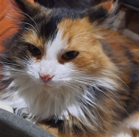 Filmuota serija apie Katino Leopoldo automobilį