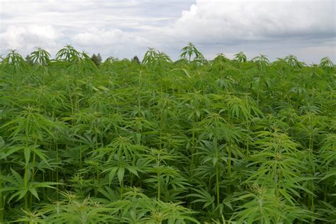 Pramoninių kanapių laukas