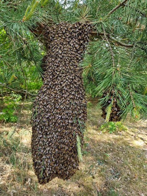 Varnas ant medžio šakos