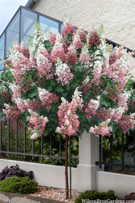 Hortenzijos 'Pinky Winky' sodinimo pavyzdys