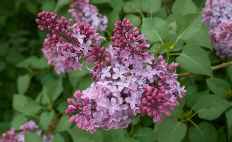 Alyvos klampumo pasirinkimas pagal temperatūrą