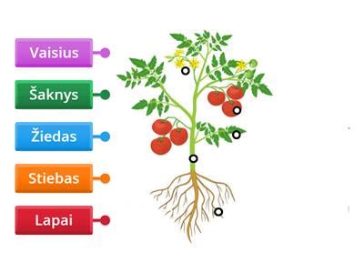Važiuoklės dalių iliustracija