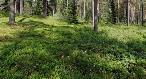 Miško paklotė su išmesta šiukšlių krūva
