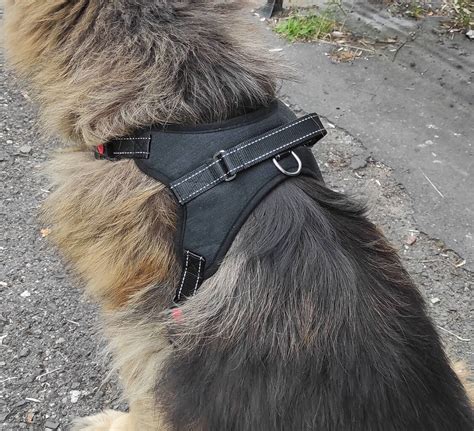 Šunų saugos diržai ir petnešos