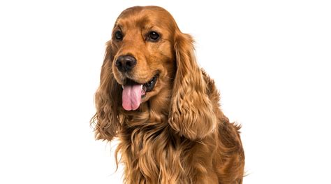 Šuo šąlantis lauke