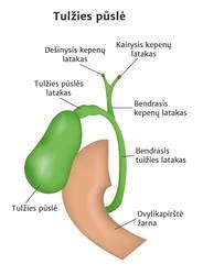Schematinis kepenų ir tulžies sistemos vaizdas