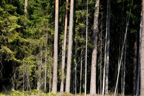 Medžių rūšių pasiskirstymas Lietuvos miškuose