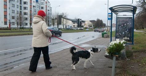 Taisyklės šunų vedžiojimui mieste