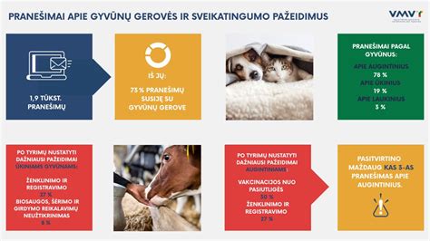 Statistika apie VMVT nustatytus pažeidimus
