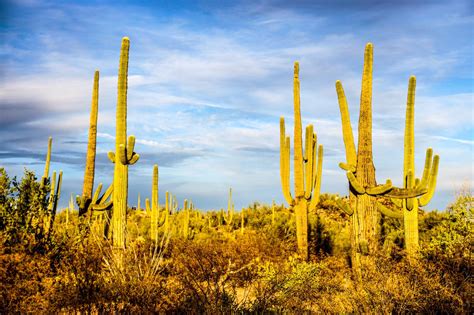 Saguaro kaktusai nacionaliniame parke