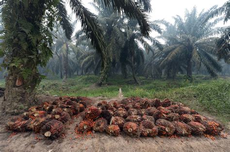 Palmių aliejaus plantacijos Indonezijoje