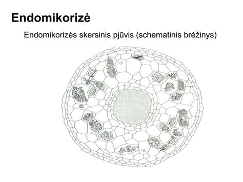 Schematinis SIP skydo pjūvis