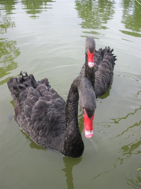 Juodosios gulbės Rokiškio dvaro tvenkinyje