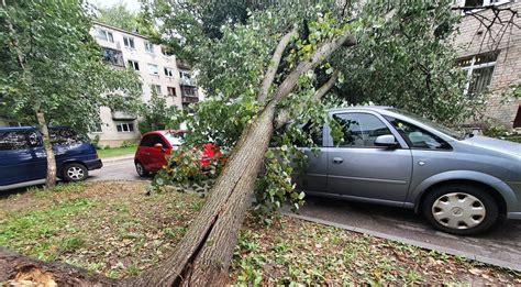 Medis užvirtęs ant automobilio Škoda