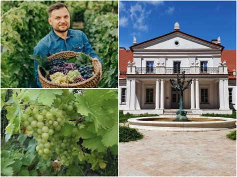 vynuogynas Lietuvoje