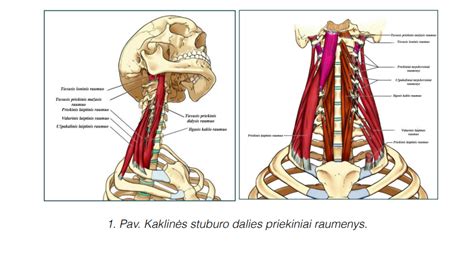 stuburo stabilizatoriai