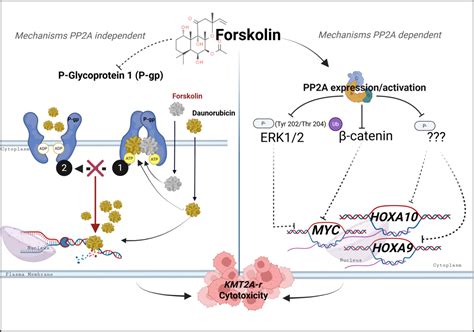 Semaforas su spalvotomis rodyklėmis, simbolizuojančiomis vaistų poveikį vairavimui