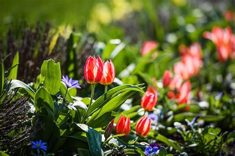 Pakruojo dvaro žemėlapis su festivalio zonomis