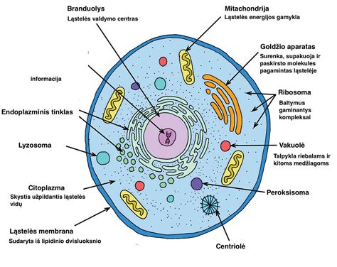 Schema, kaip atrodo savadarbė priekaba ir jos pagrindinės dalys