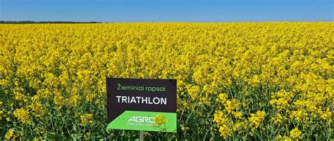 Infografika su rapsų veislių palyginimu