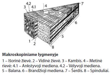 Struktūra ir savybės