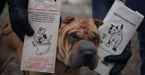 Infografika su baudų dydžiais už nesurinktus gyvūnų ekskrementus