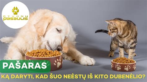 Šuo, valgantis iš dubenėlio, pastatyto ant guminio kilimėlio