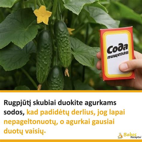 Vairas riešuto vaisių derlius