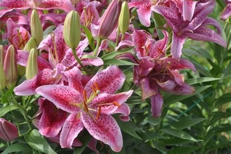 Laukų lelijos žydėjimas